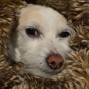 Meet your Posher, Alan